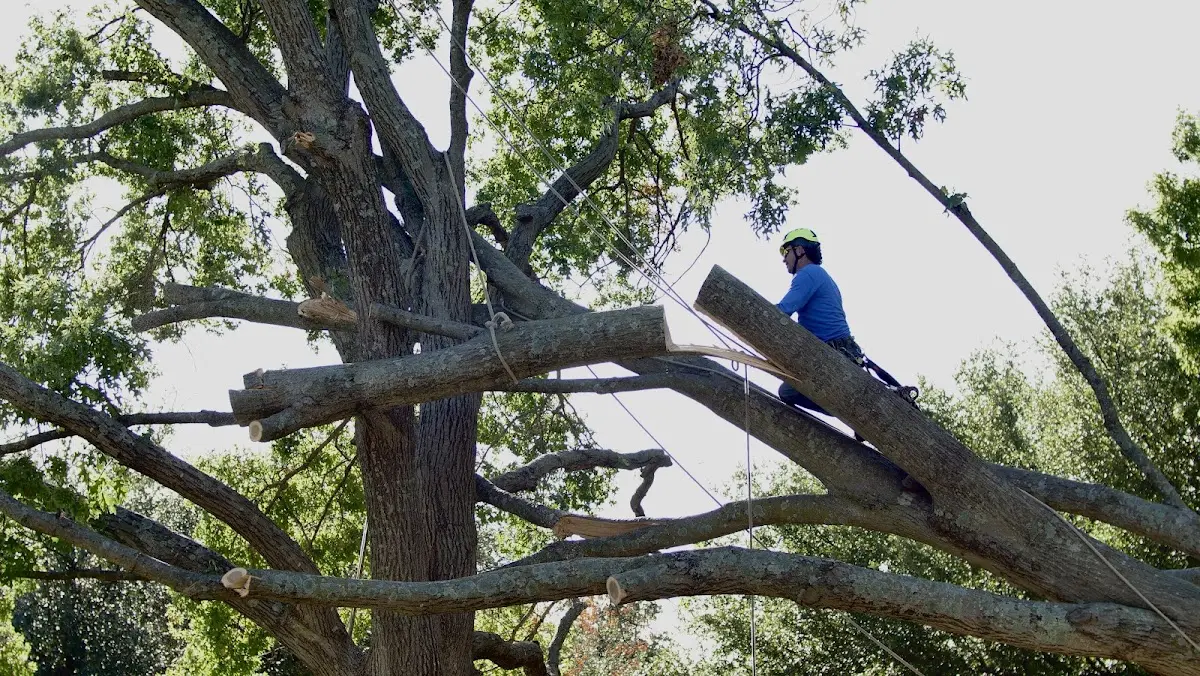 Professional Crown Thinning performed by certified arborists in Hereford